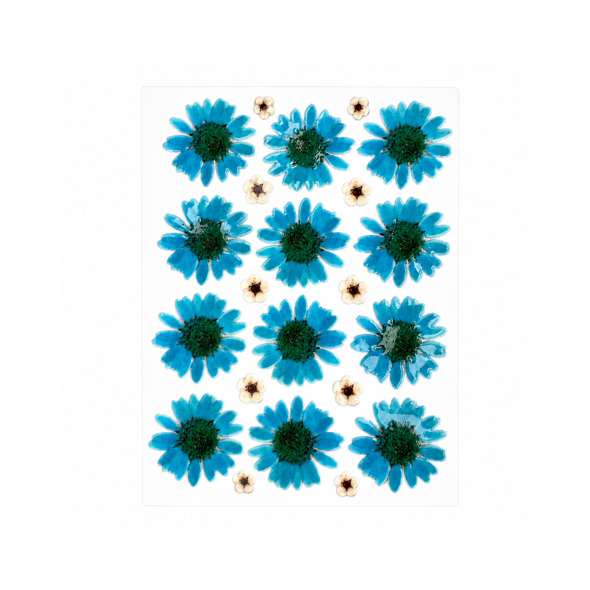 Pressed Flowers for Craft - Pack of 12